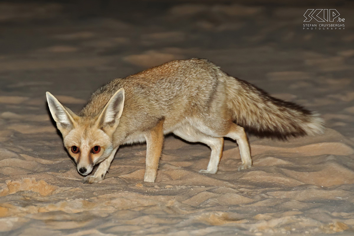 Wadi Biddendee - Zandvos 's Avonds aan de kampplaats slagen we er in om een zandvos (Rüppell's fox/Vulpes rueppellii) te fotograferen. Stefan Cruysberghs